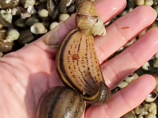 small4_17111957739176405 9001cc金沙成苗